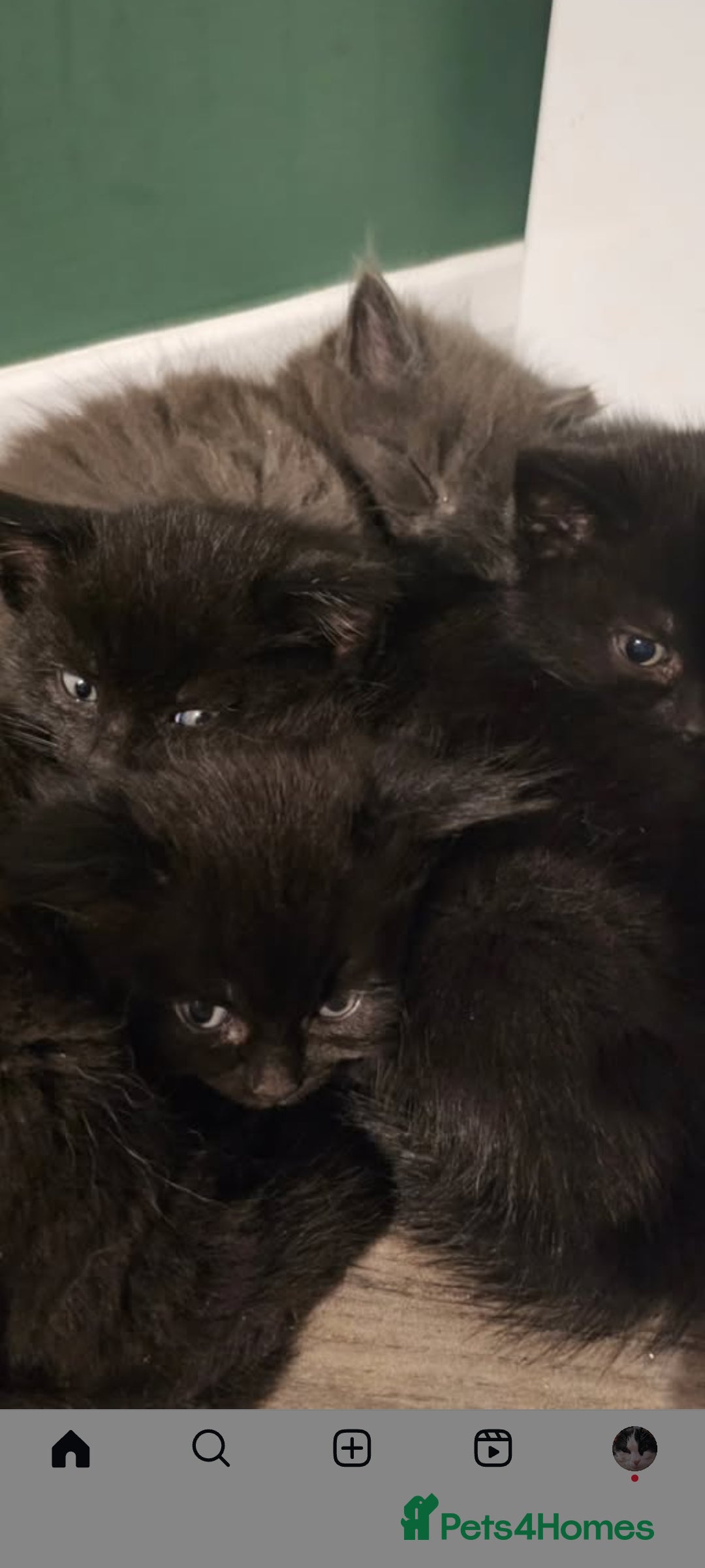 Mixed Breed cats for sale: 3 Adorable black beauties  - Image 1