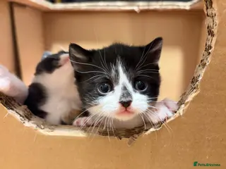 British Shorthair cats Your perfect pussycat - Advert 8