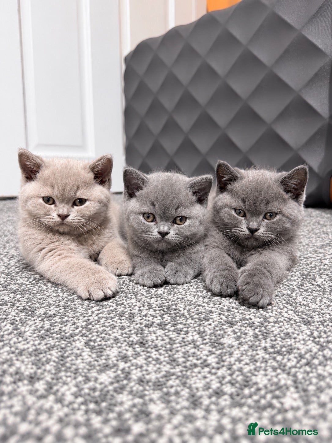 British Shorthair cats for sale: Beautiful British Shorthair Kittens - Advert 14