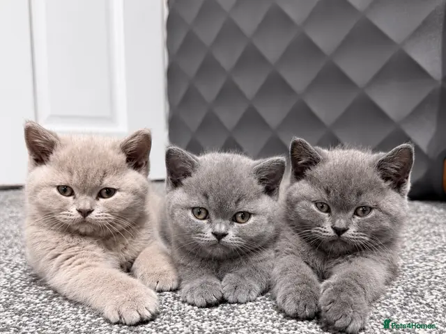 British Shorthair cats for sale: Beautiful British Shorthair Kittens - Advert 14