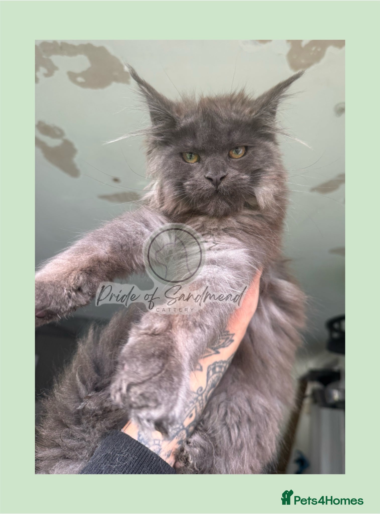 Maine Coon cats Russian Import Health Tested Loved Kittens - Advert 17
