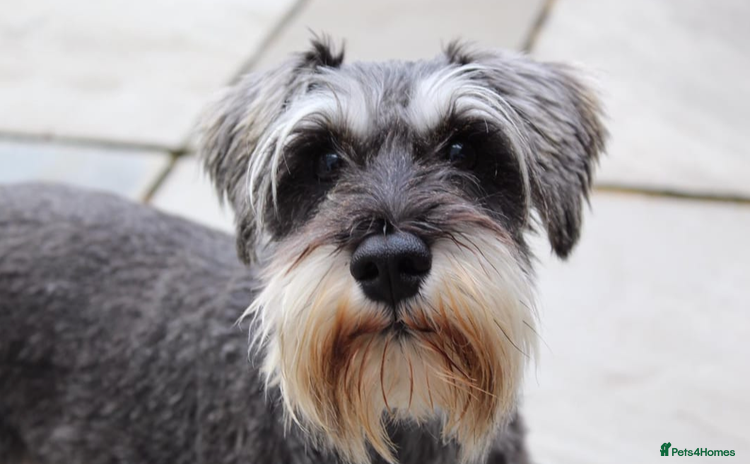 Miniature Schnauzer dogs - Advert 2