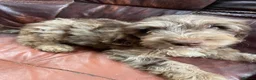 Sproodle dogs for sale: Sproodle  - Advert 6
