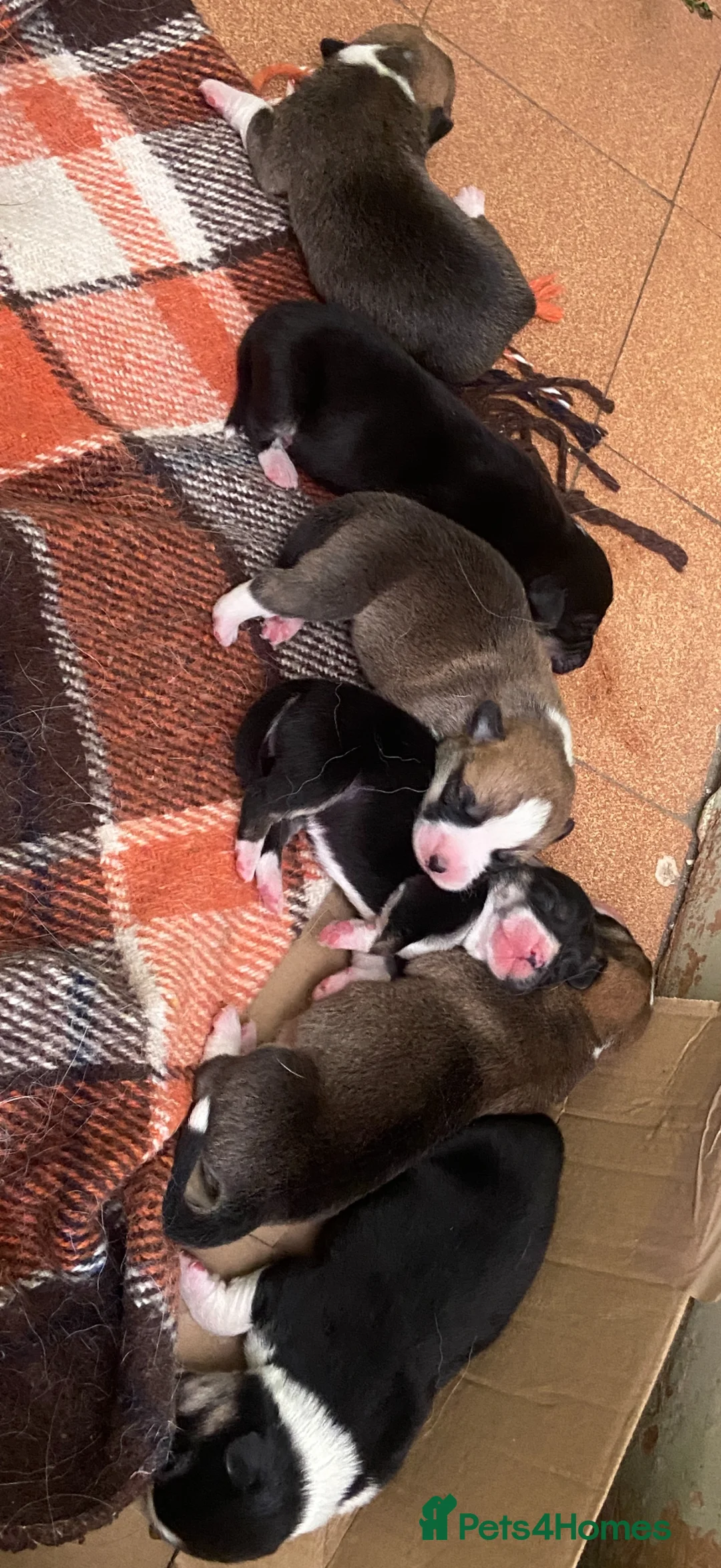 Welsh Corgi Pembroke dogs for sale: CONNIES PUPPIES in Whitland - Advert 2