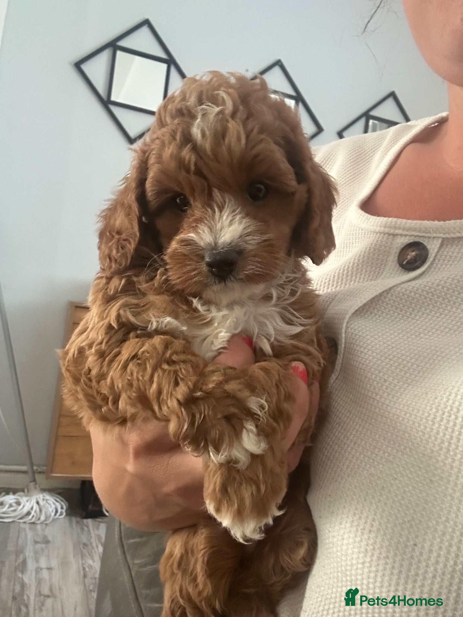 Cavapoo dogs cavapoo toy!! 1 boy left - Advert 7