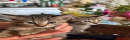 Savannah cats for sale: SavannahX GORGEOUS kittens  - Advert 7