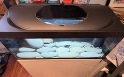 Turtle reptiles for sale: Common Musk Turtle + Full Tank Setup — £90 ONO - Image 7