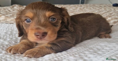 Miniature Dachshund dogs - Advert 10