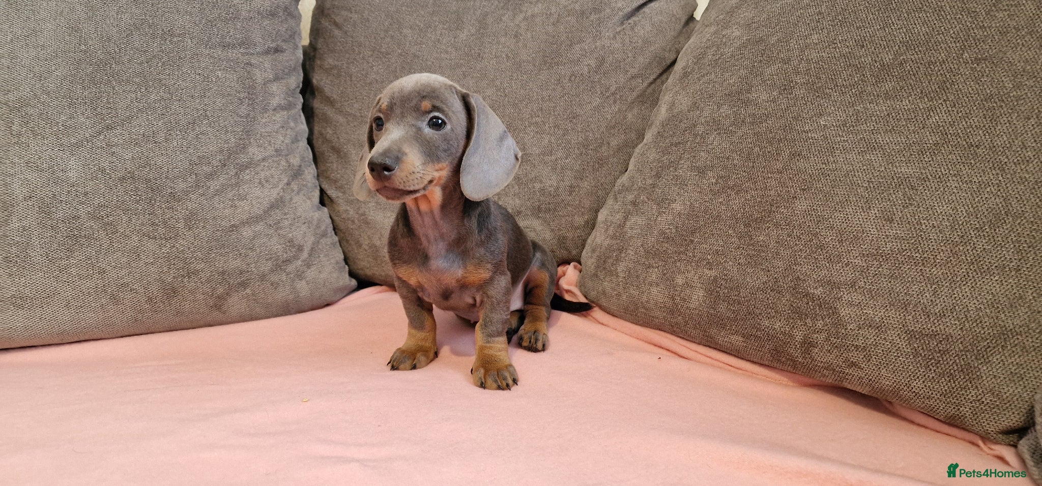 Miniature Dachshund dogs Ready to Leave  1 male 1 female - Advert 12