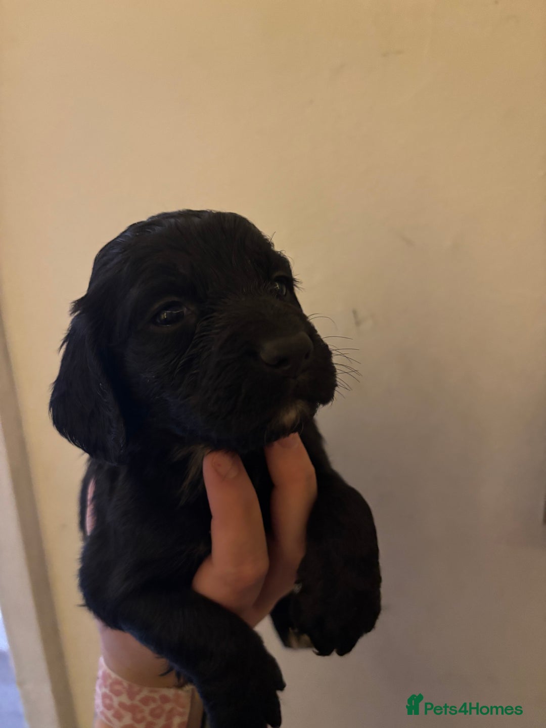 Cocker Spaniel dogs for sale: 🐶Beautiful Cocker spaniel puppies 🐶  - Advert 35