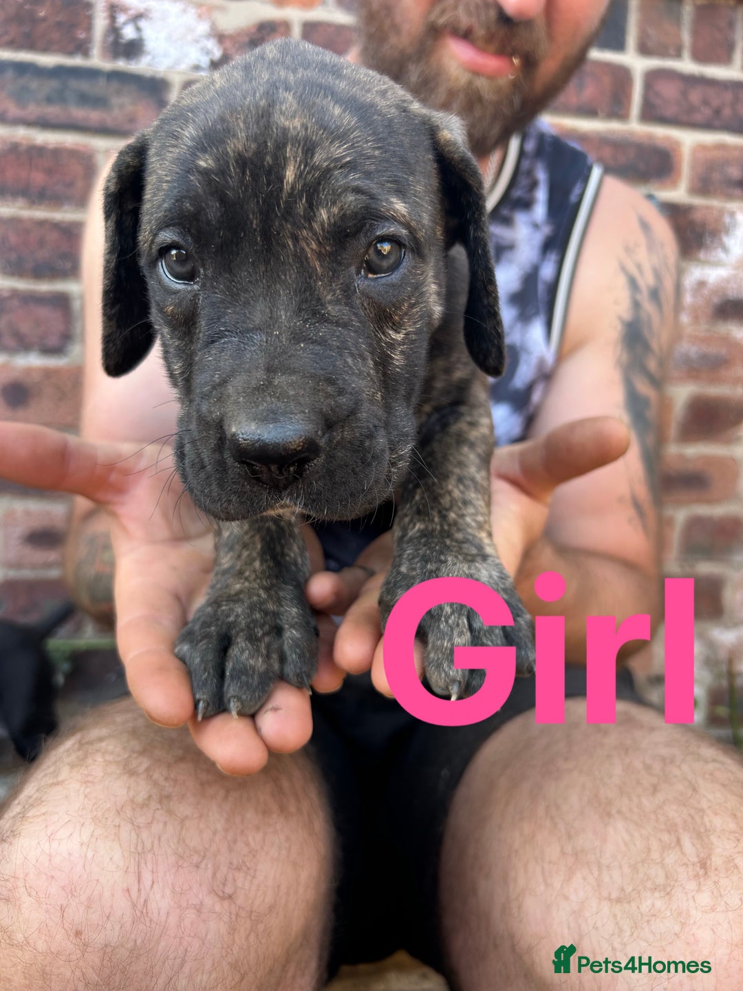 Mixed Breed dogs for sale: Daniff Puppies. Great Dane x Mastiff Ready 23/08 - Image 2