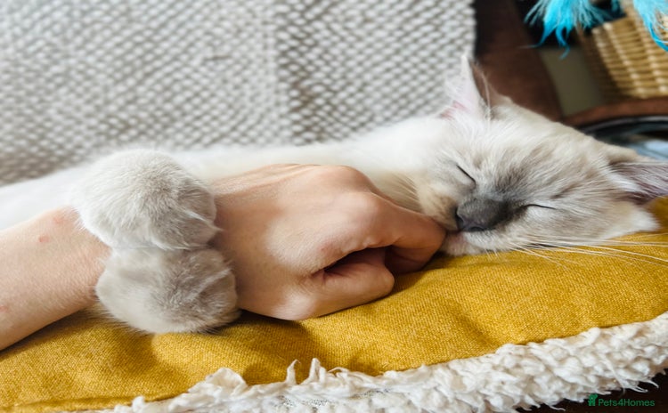 Ragdoll cats - Advert 2