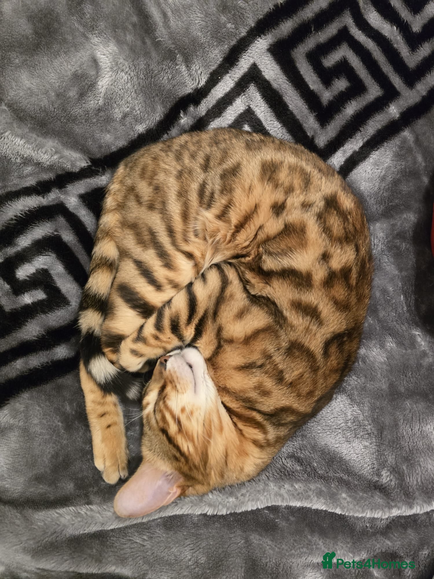 Bengal cats Beautiful pure bengal male for sale - Advert 18