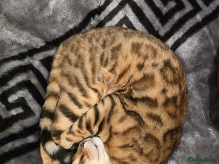 Bengal cats Beautiful pure bengal male for sale - Advert 18