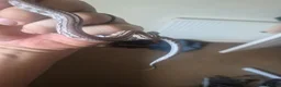 Corn Snake reptiles for sale: Corn snake - Advert 4