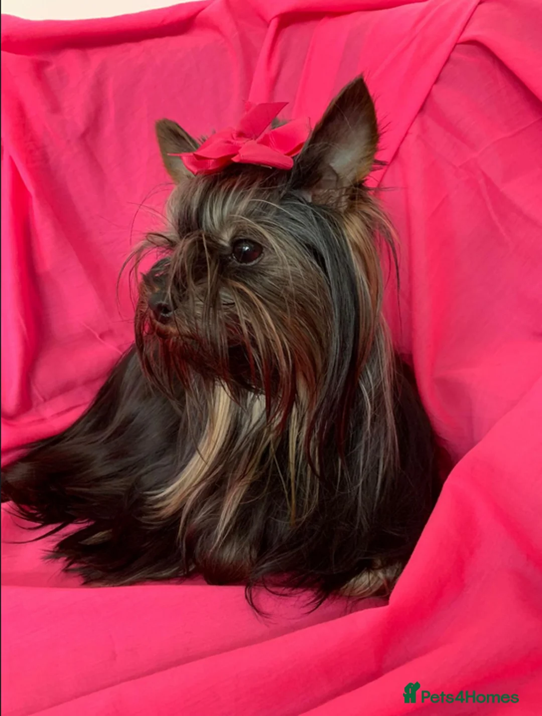 Yorkshire Terrier dogs for sale: Yorkshire terrier male puppy - Advert 1