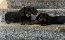 Miniature Dachshund dogs for sale: Beautiful mini dachshunds  - Image 5