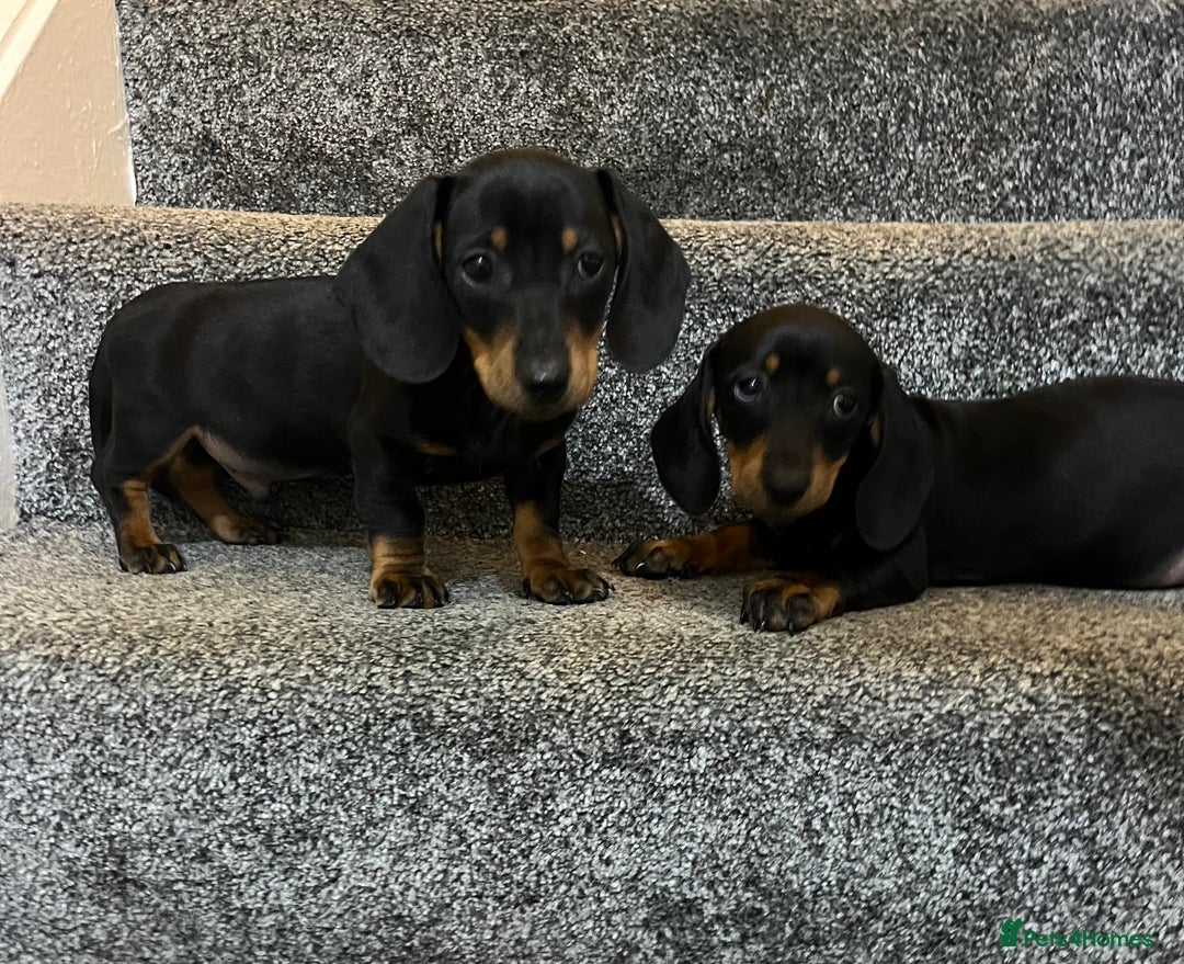 Miniature Dachshund dogs for sale: Beautiful mini dachshunds  - Image 5