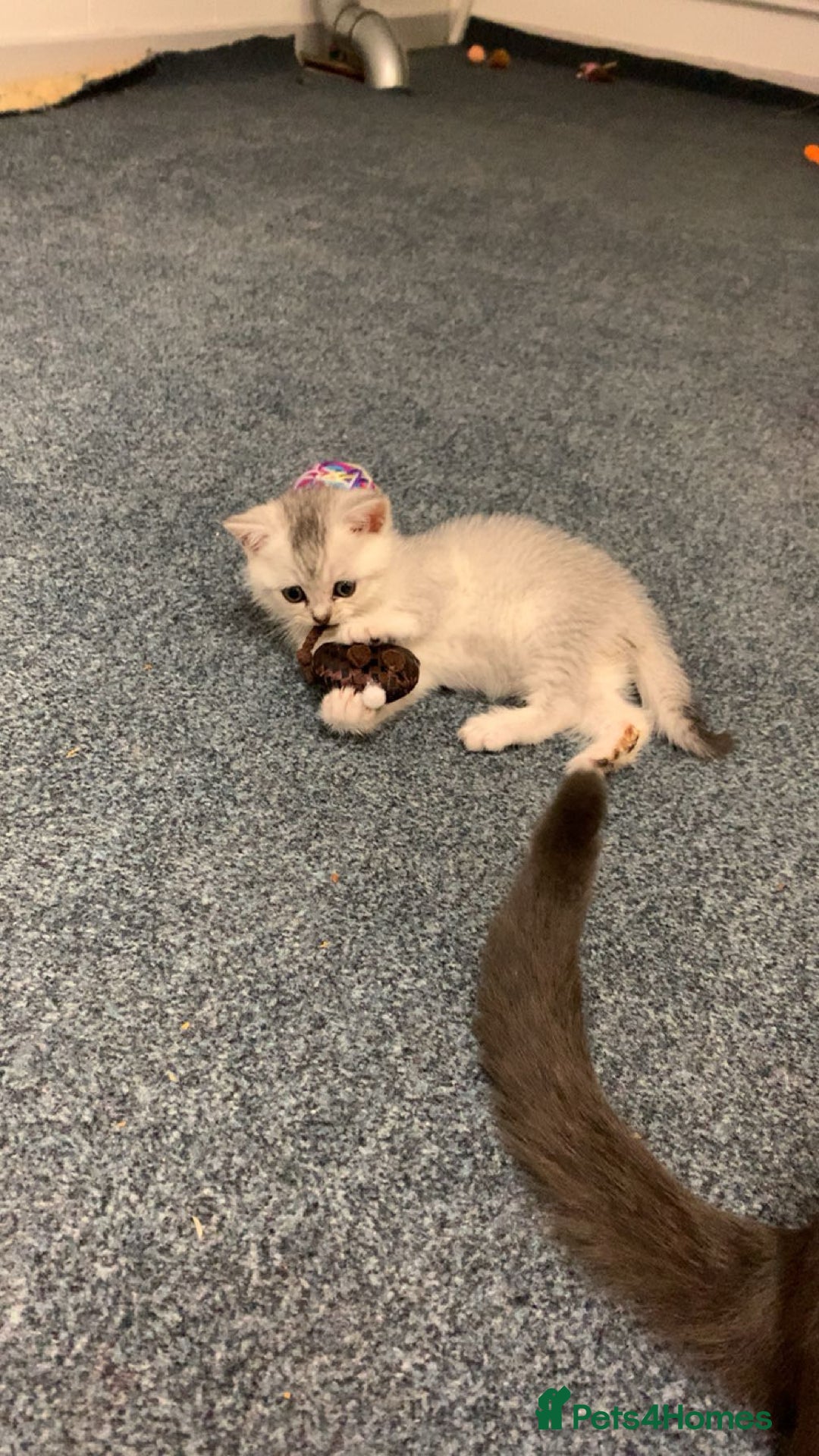 British Shorthair cats for sale: got 3 kittens for sale - Advert 7