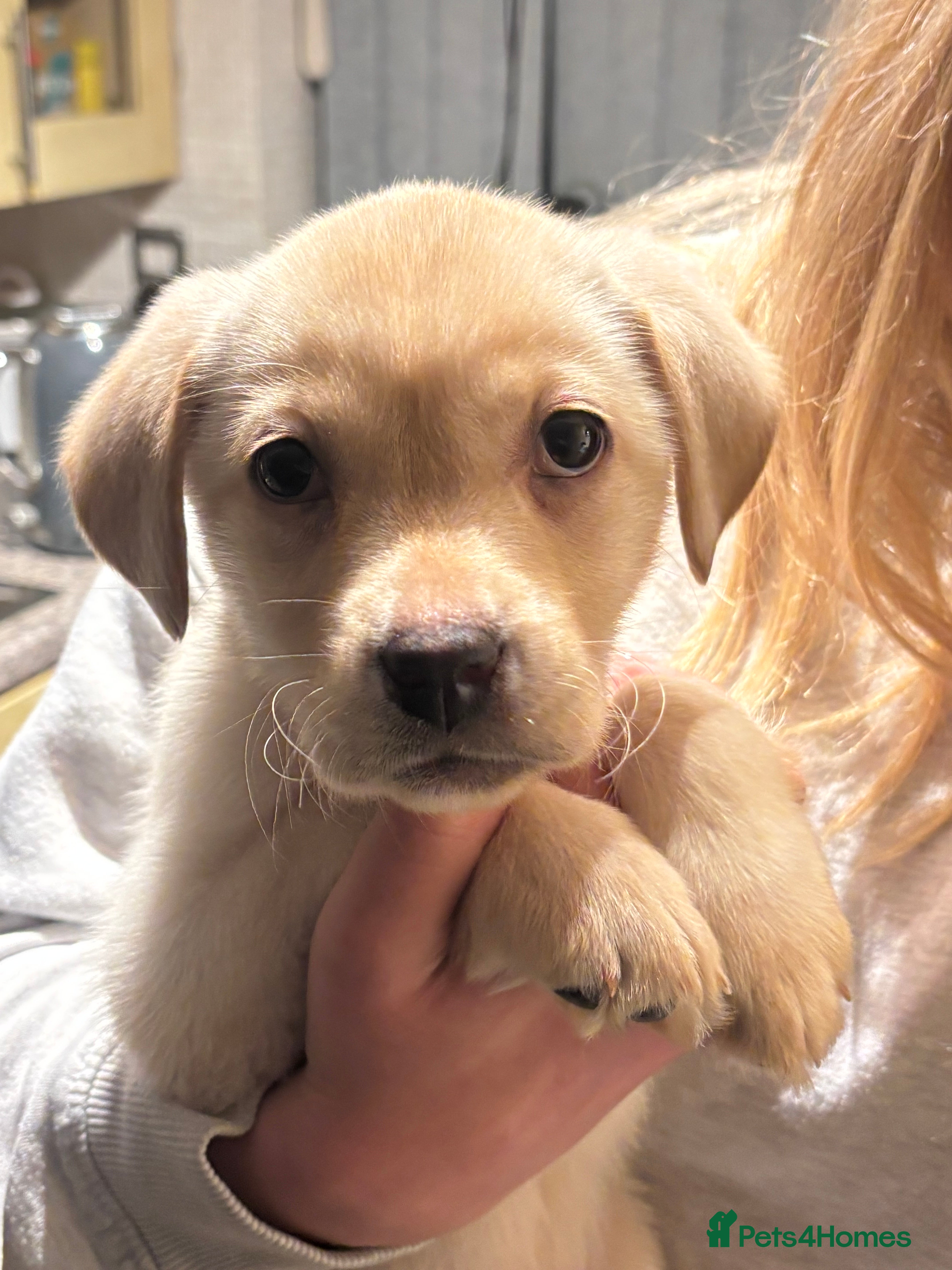 Labrador Retriever dogs Millie  - Advert 7