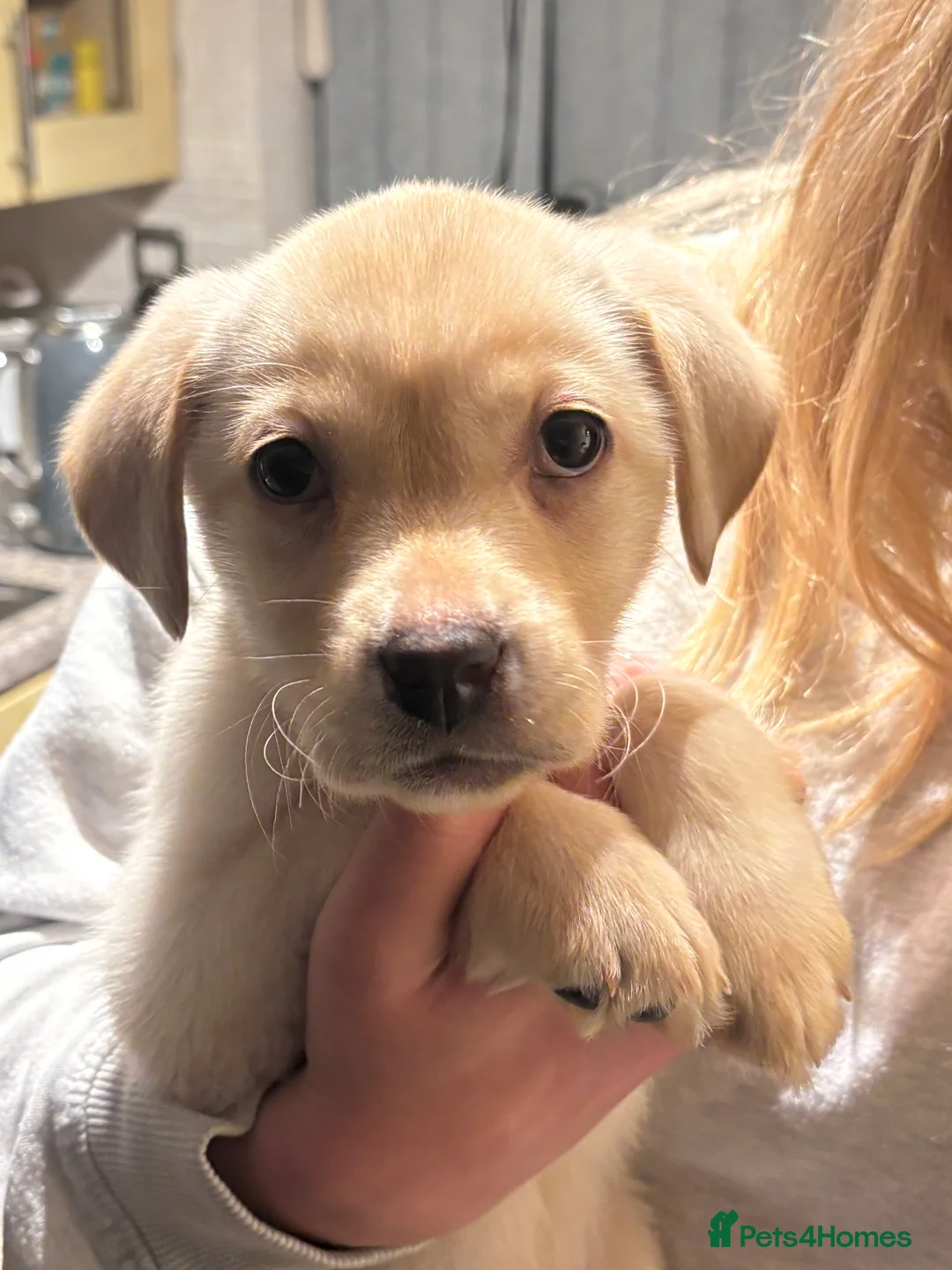 Labrador Retriever dogs for sale: Millie  - Advert 1