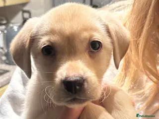 Labrador Retriever dogs Millie - Advert 1