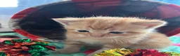 Exotic cats for sale: Exotic Persian shorthair in Saint Austell - Advert 5