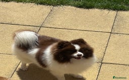 Pomeranian dogs for sale: Lilac Pomeranian puppy - Image 4