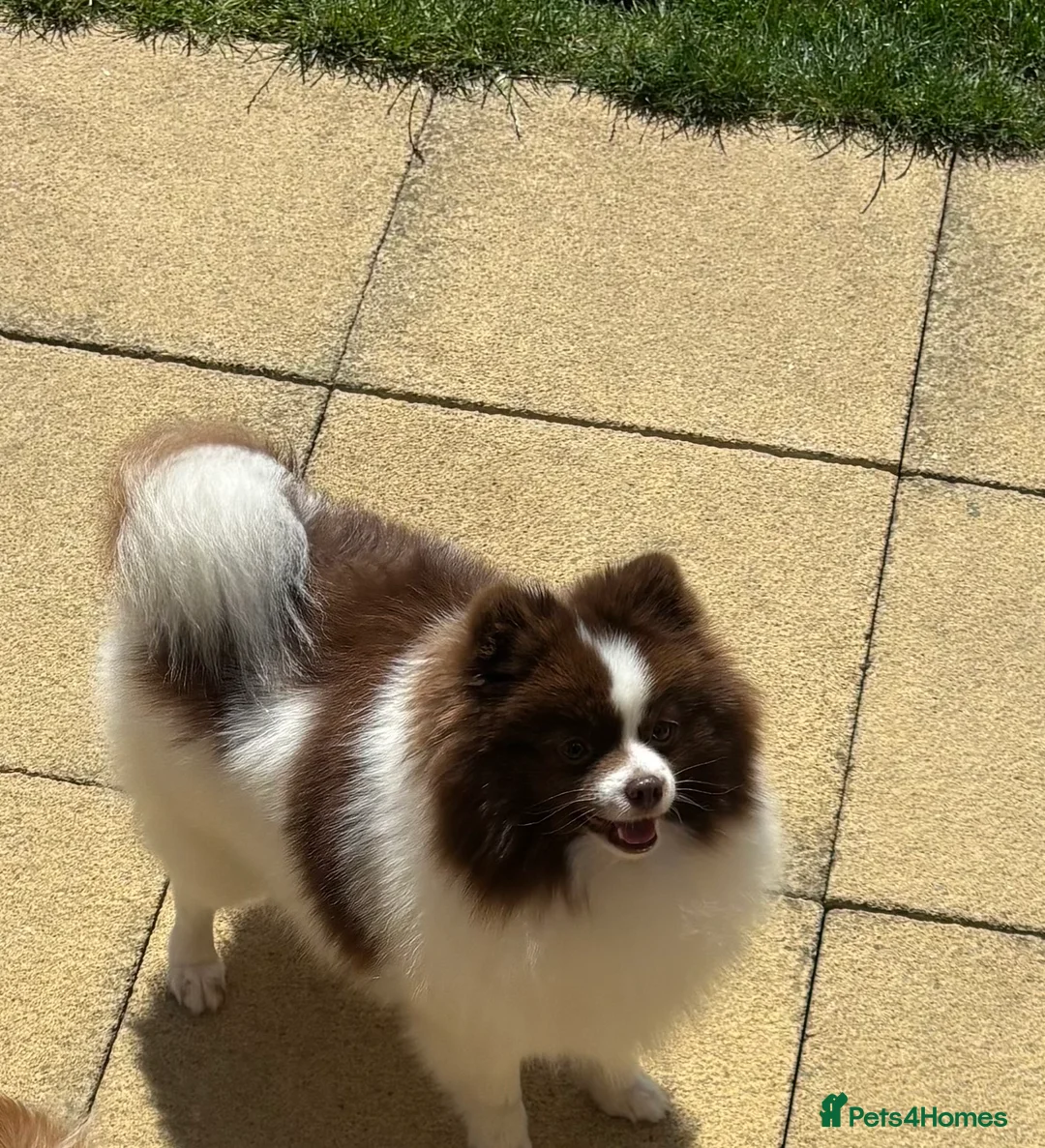 Pomeranian dogs for sale: Merle Pomeranian puppy - Advert 2