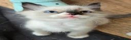 Ragdoll cats for sale: Beautiful fluffy Ragdolls - Advert 8