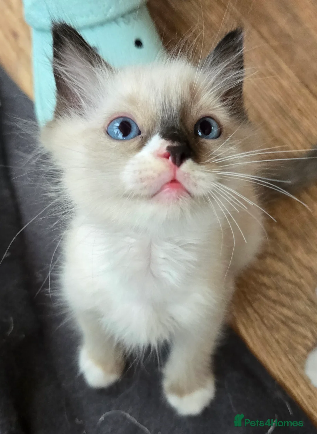 Ragdoll cats for sale: Beautiful fluffy Ragdolls - Advert 8