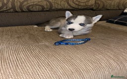 Siberian Husky dogs for sale: Husky puppies  - Image 1