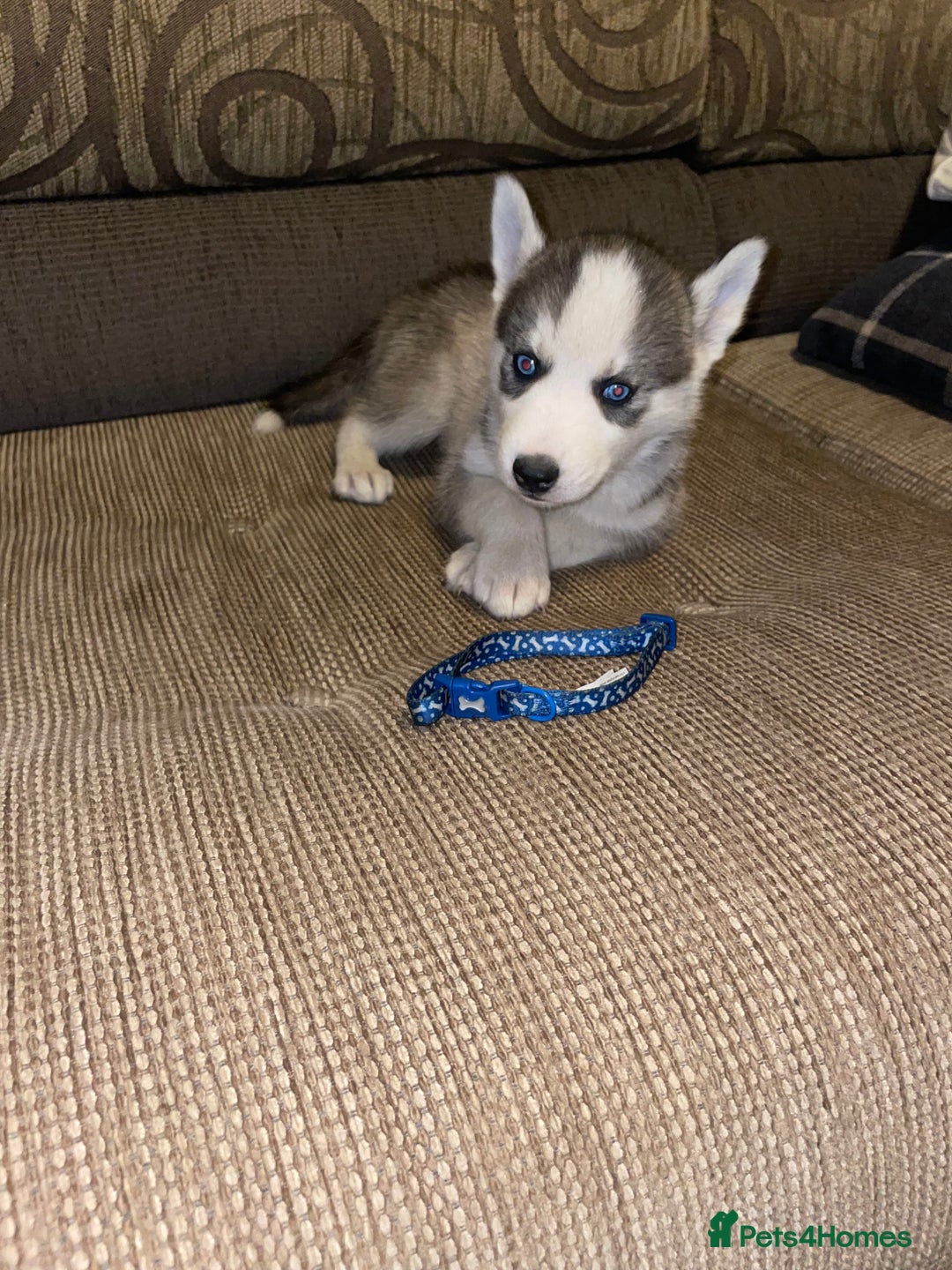 Siberian Husky dogs for sale: Husky puppies  - Image 1