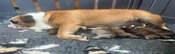 English Bulldog dogs for sale: Stunning litter of kc reg English bulldog puppies  - Advert 2