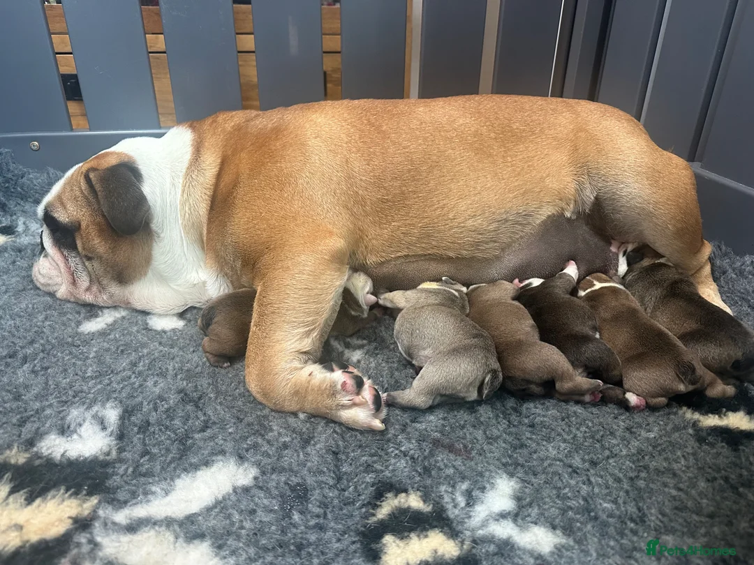 English Bulldog dogs for sale: Stunning litter of kc reg English bulldog puppies  - Advert 2
