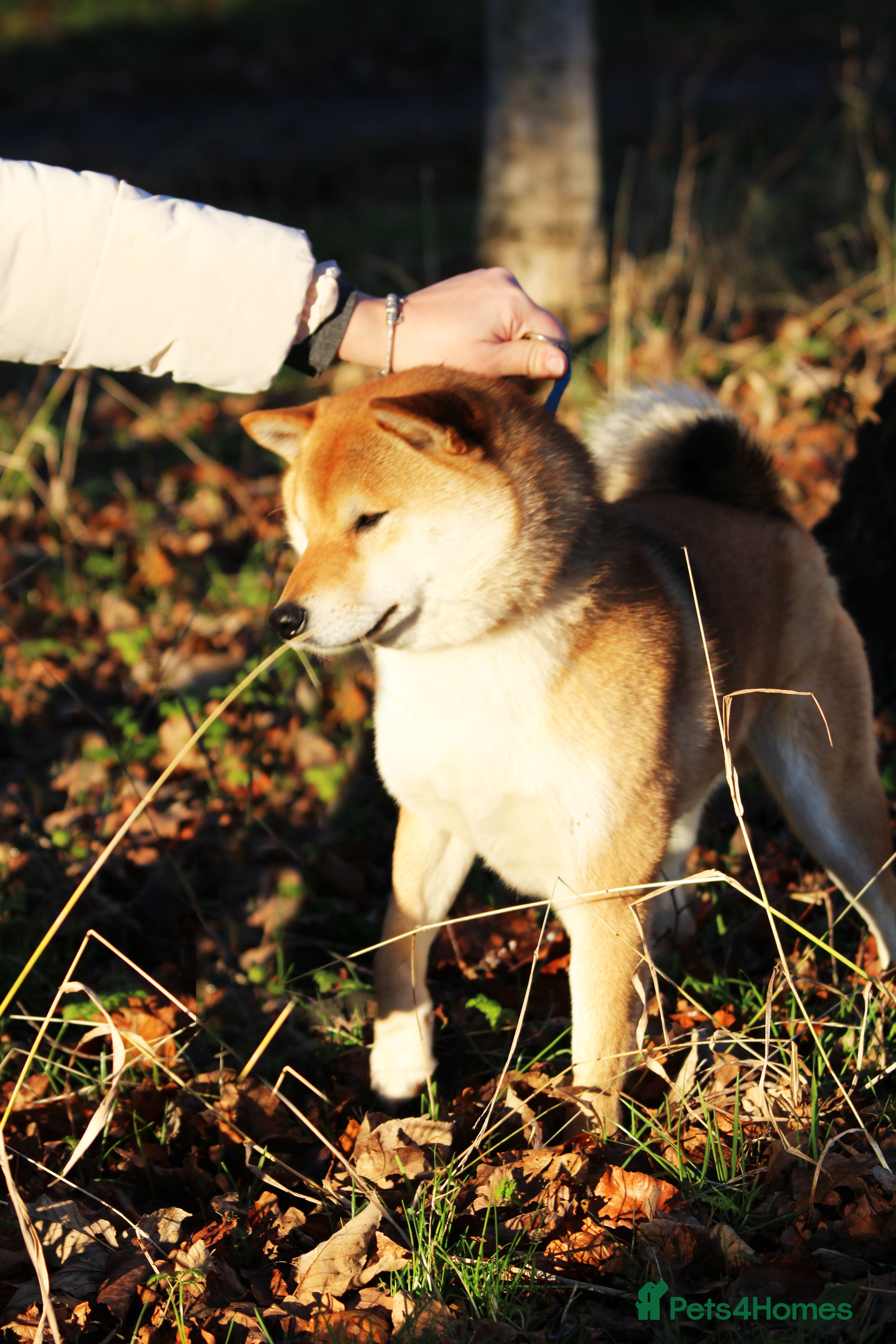 Japanese Shiba Inu dogs Proven healthtested JapaneseShiba Multi Champion   in Derby - Advert 3