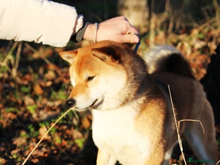 Japanese Shiba Inu dogs in Derby - Advert 2
