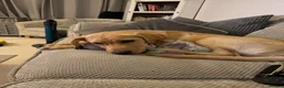 Labrador Retriever dogs for sale: Beautiful Fox Red Labrador - Advert 3