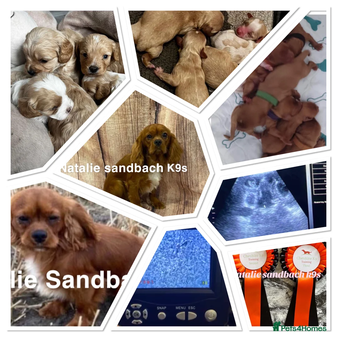 Cavalier King Charles Spaniel dogs for stud: kc Cavalier, King, Charles stud 🐶 in Sandbach - Advert 11