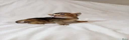 Mixed Breed cats for sale: Abyssinian X from outcross programme - Advert 6