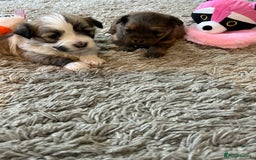 Havanese dogs for sale: Four beautiful Havanese  - Image 2