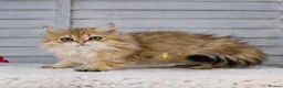British Longhair cats for sale: Boy ready  - Advert 4