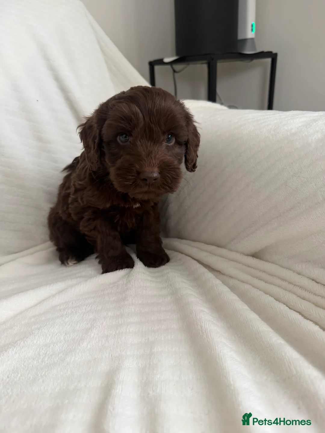 Cockapoo dogs for sale: CockerPoo  - Advert 5