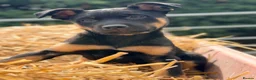Mixed Breed dogs for sale: 3 x KELPIE X PUPS - BITCHES - Advert 5