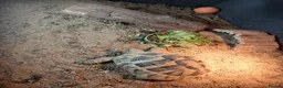Hermann Tortoise reptiles for sale: Male Hermann Tortoise  - Advert 5