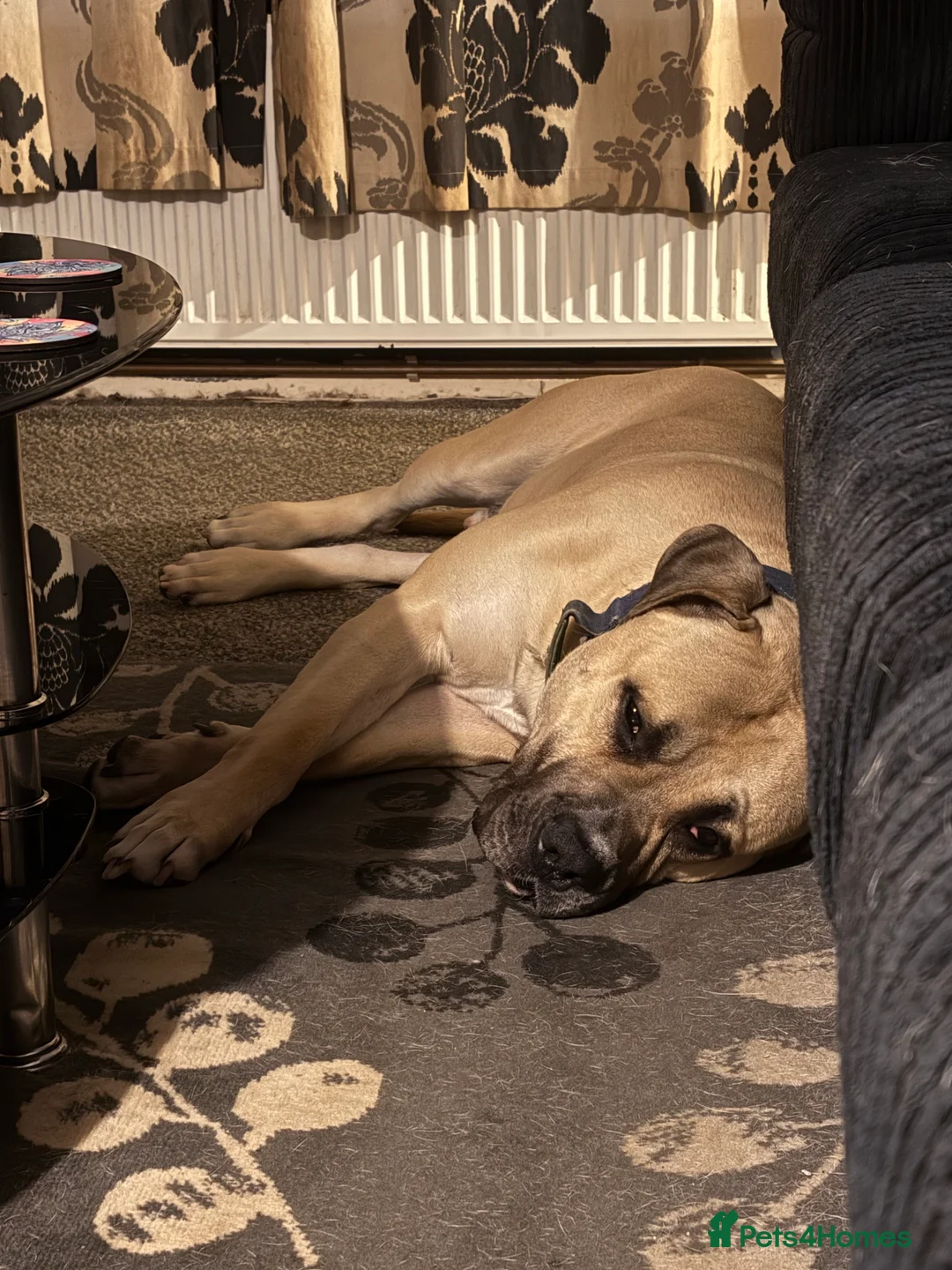 Mixed Breed dogs for sale: 2 year old presa canario called Zeke  - Advert 2
