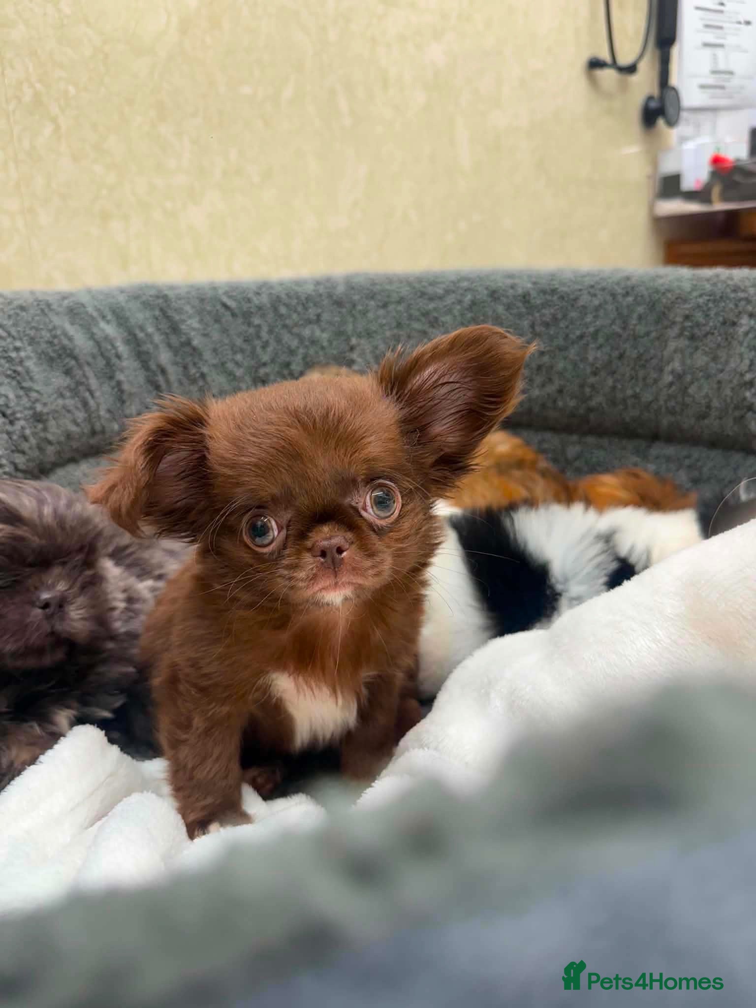 Chihuahua dogs Tiny Chocolate long coat boy - Advert 1