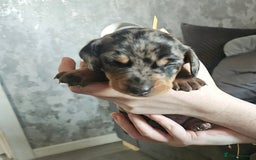 Dachshund dogs for sale: Beautiful litter of miniature daschunds  - Advert 5