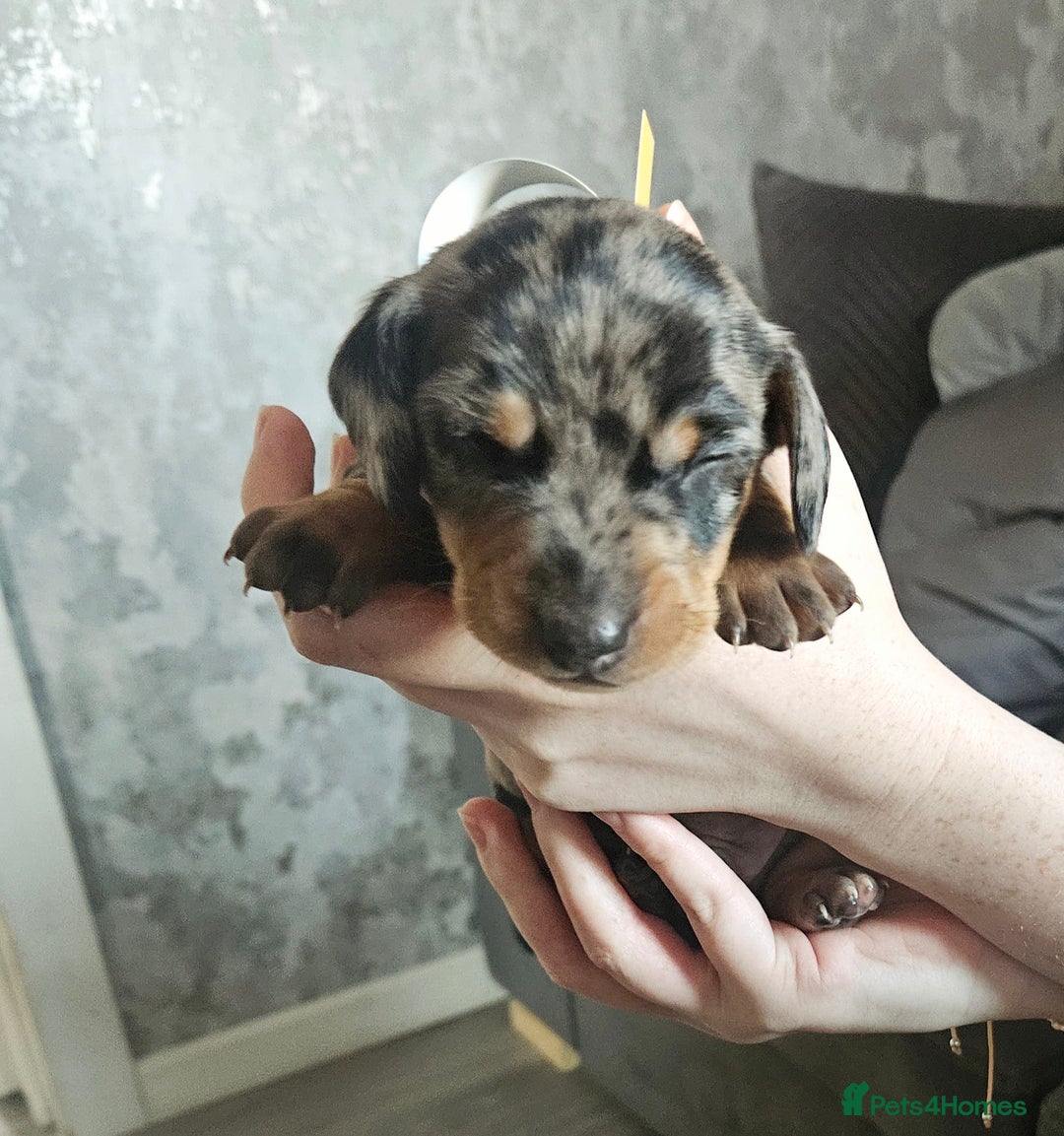 Dachshund dogs for sale: Beautiful litter of miniature daschunds  - Advert 5