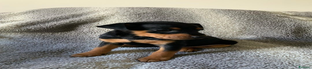 Miniature Pinscher Puppy 3